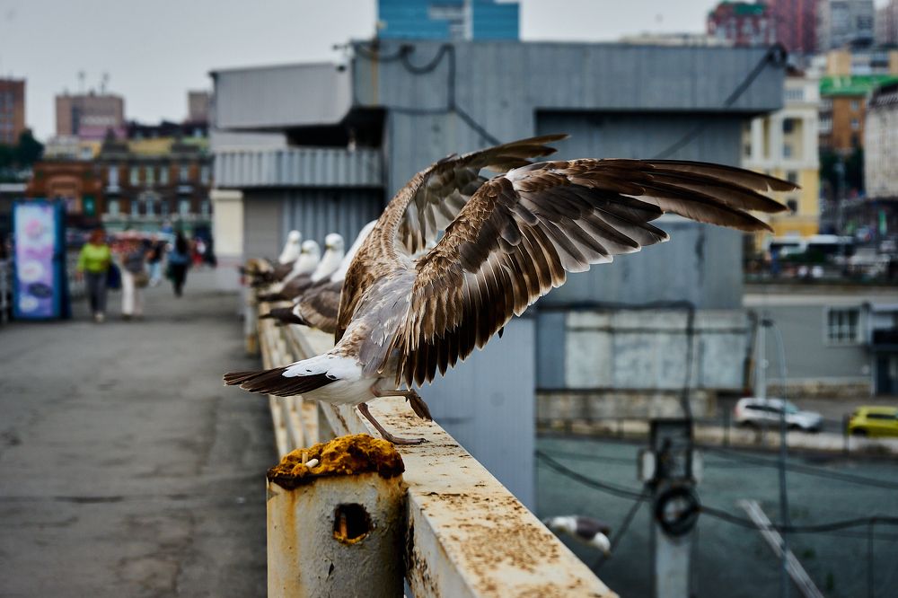 Photograph by Неман Лариса