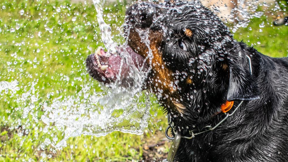 Photograph by Дмитрий Анисимов