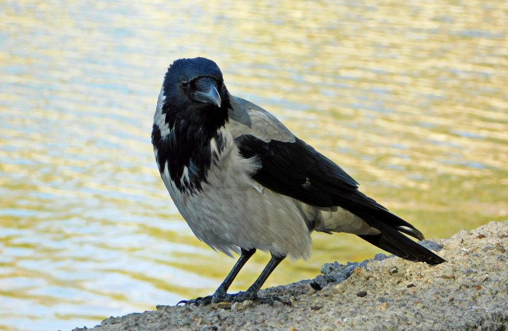 Photograph by Сергей Чеченов