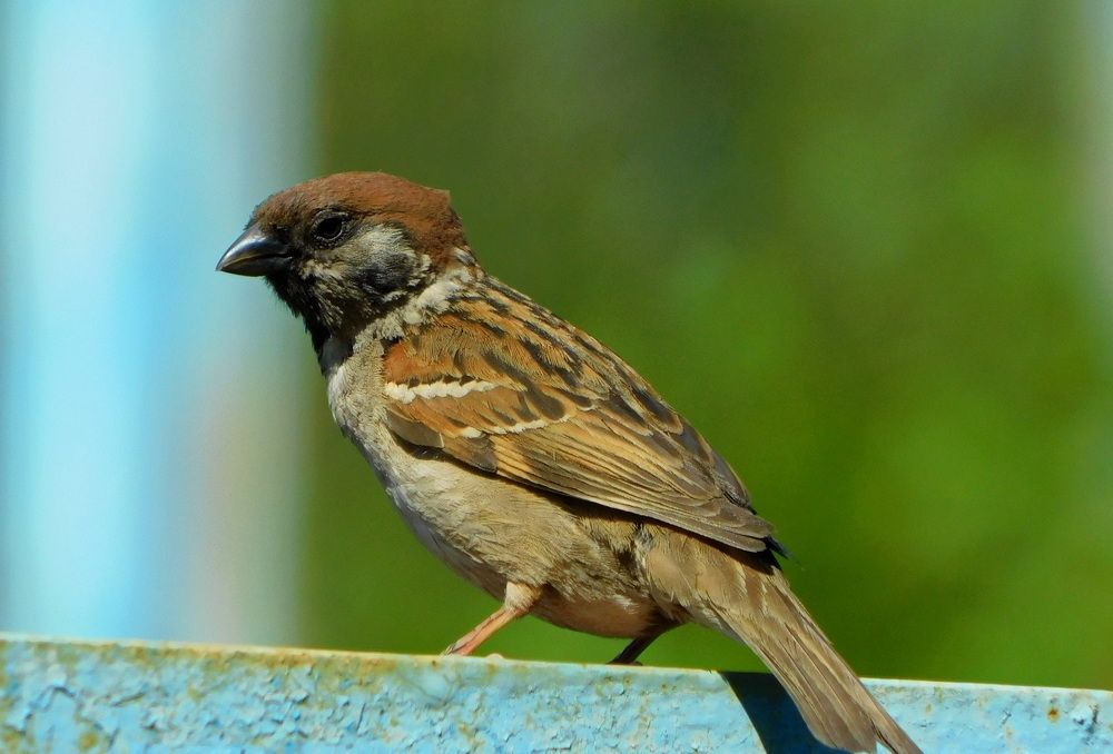 Photograph by Сергей Чеченов