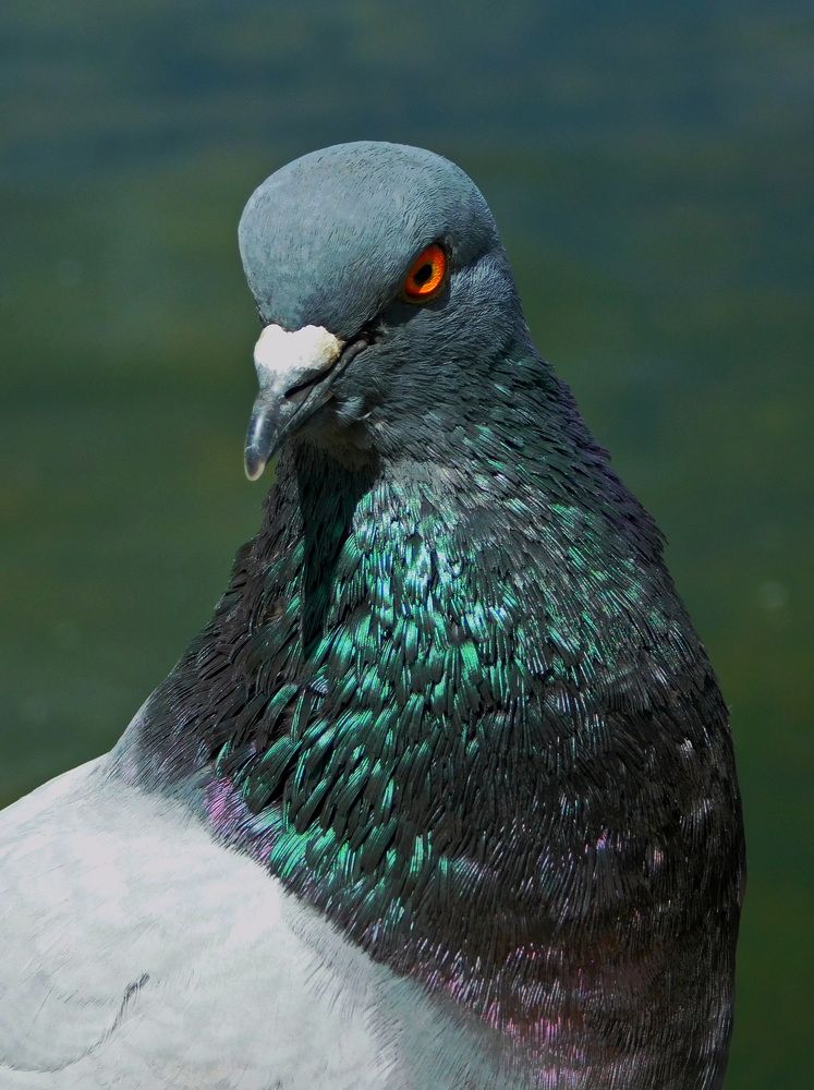 Photograph by Сергей Чеченов