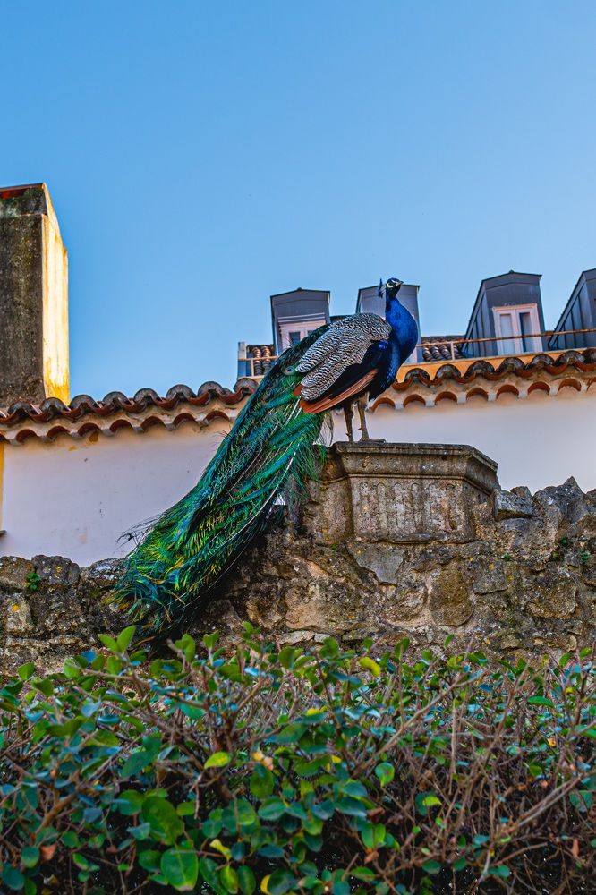 Фотография автора Antonio Etevaldo Rodrigues Junior