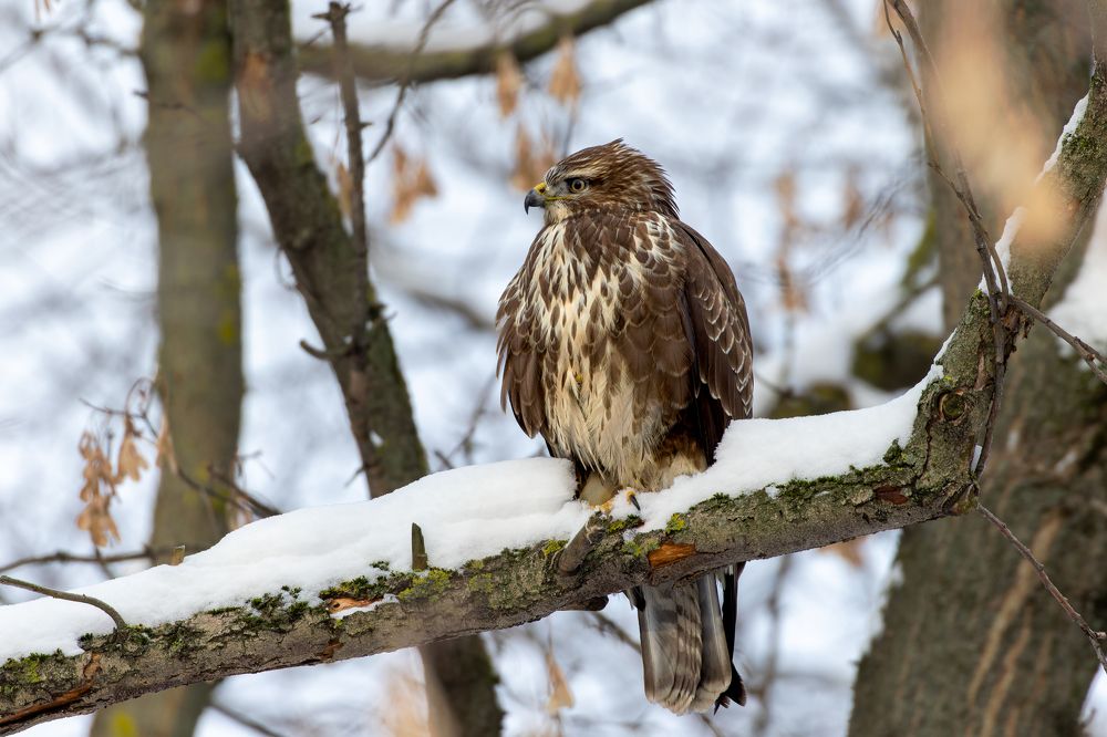 Photograph by Вера Машина