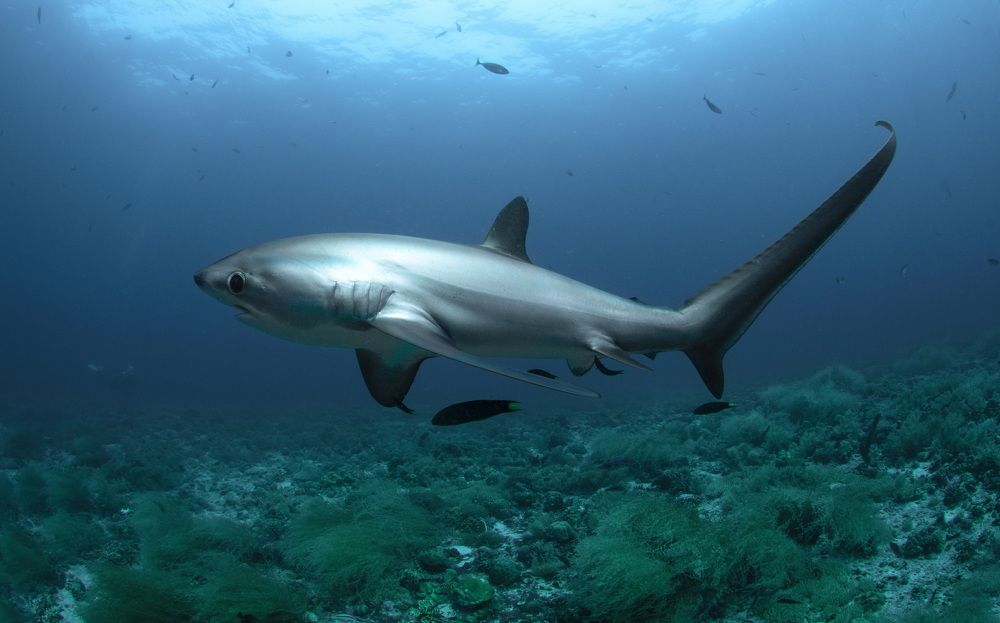 Фотография автора Димитрий Евтушик