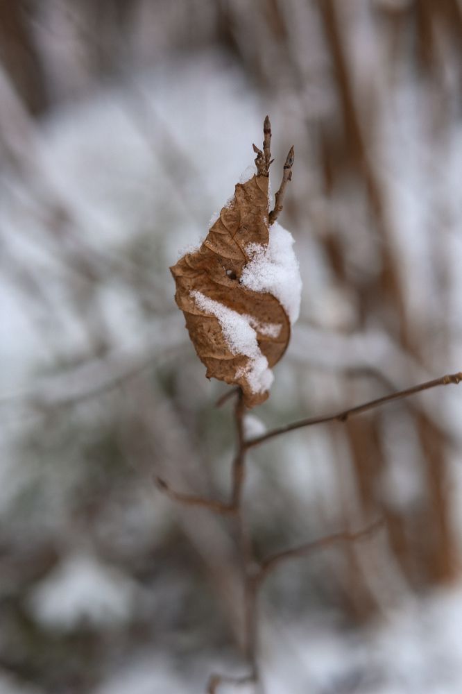 Photograph by Светлана Фоменко