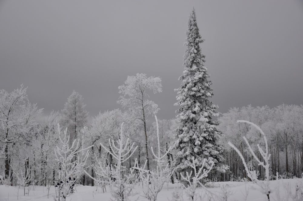 Photograph by Ксения Харлапина