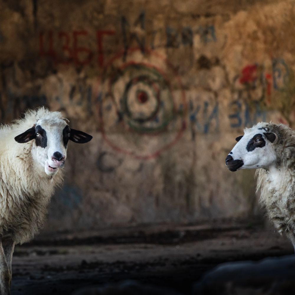 Photograph by Анна Стрелковская