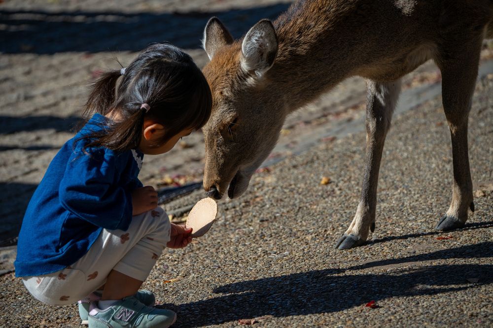 Фотография автора Ирина Зайцева