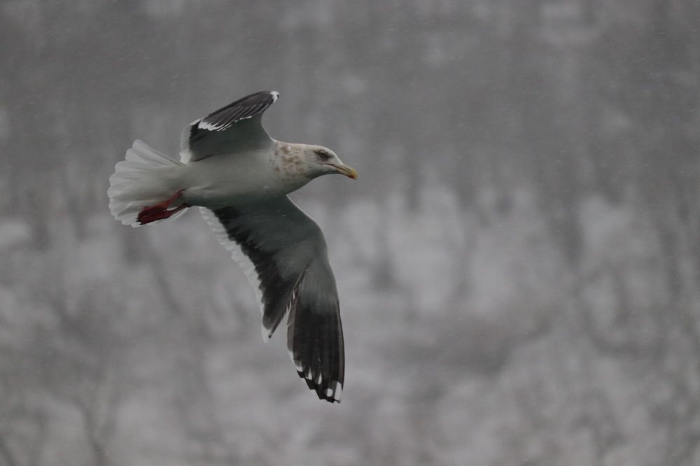 Photograph by Антон Борисов