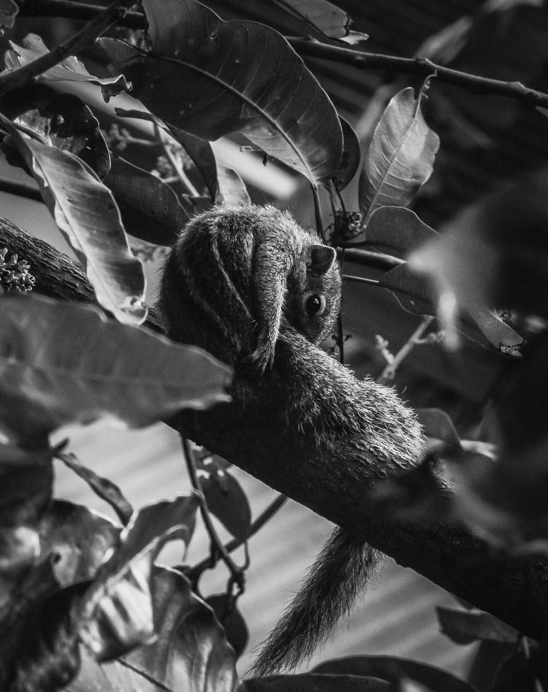 Photograph by Pawan Guruge