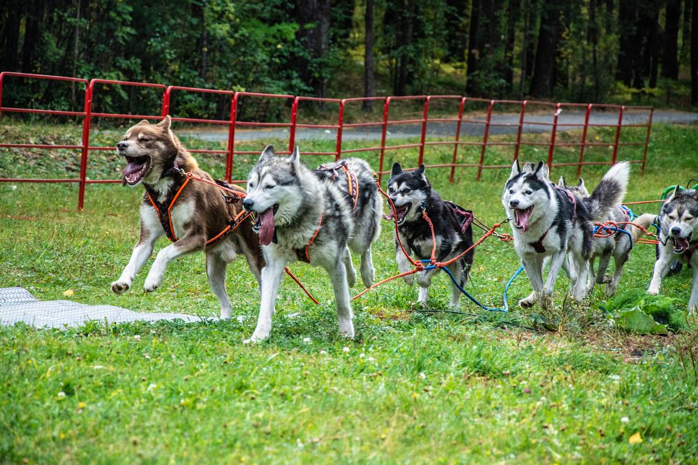 Photograph by Дмитрий Анисимов