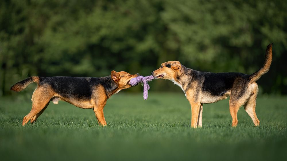 Фотография автора Krisztián Csalami