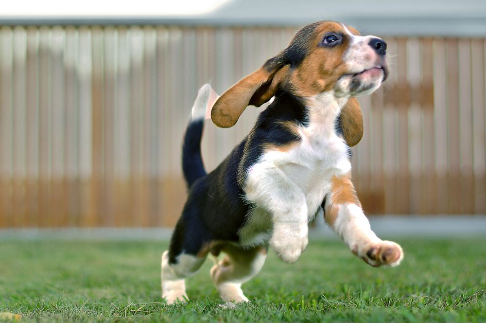 Фотография автора Rodolfo Pimentel