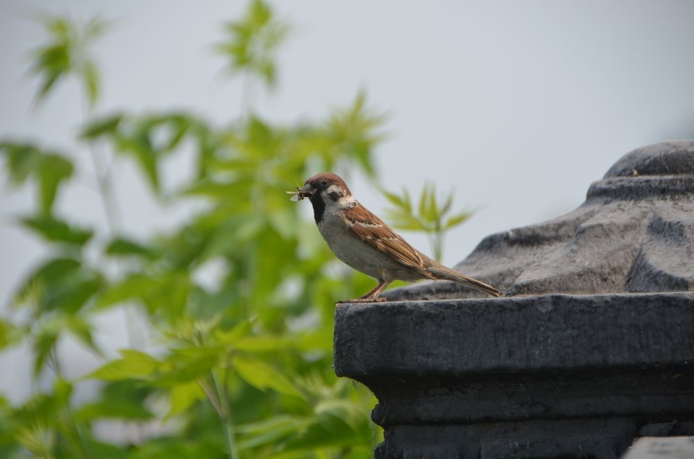 Фотография автора Сергей Королёв