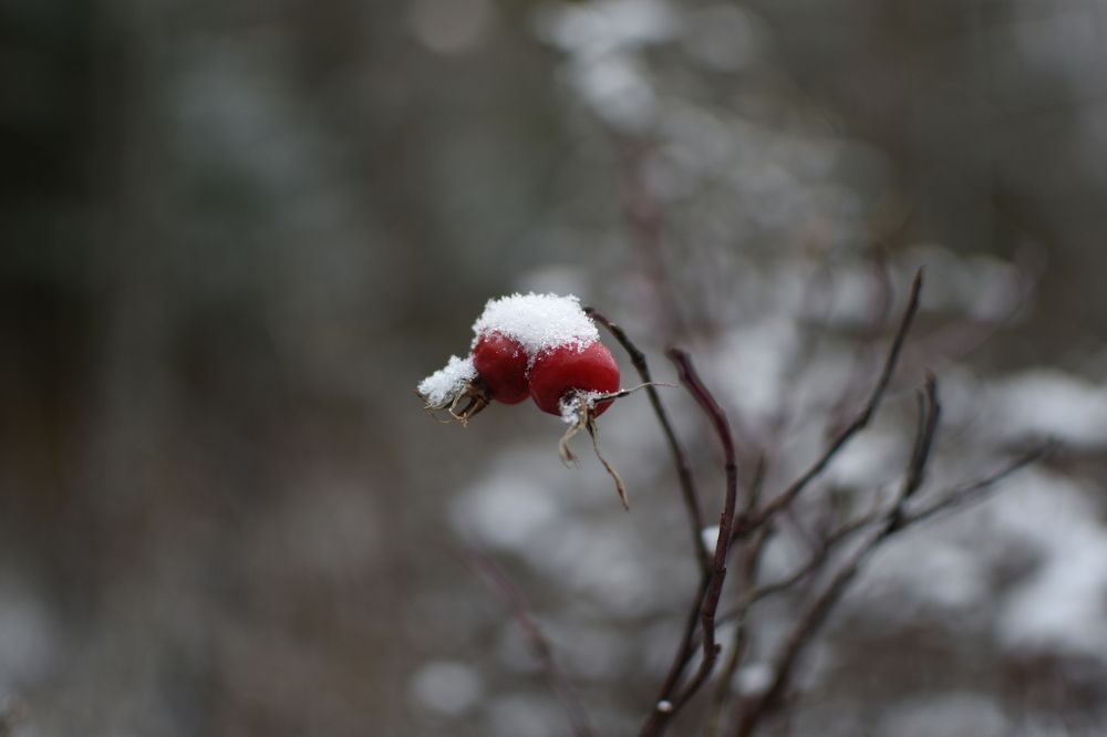 Photograph by Шеремет Олег