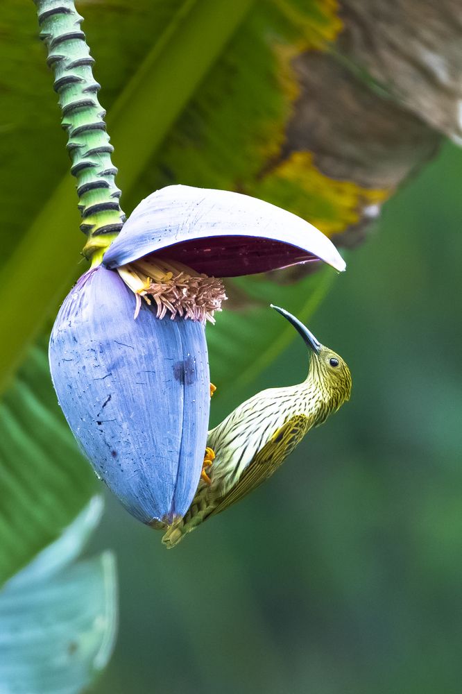 Фотография автора Diganta Roy