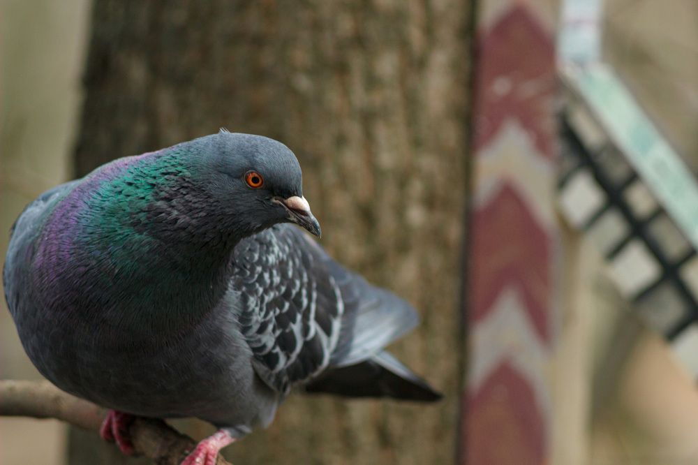 Фотография автора Дмитрий Овчинников