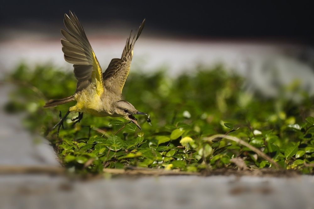 Фотография автора Angie Birmingham