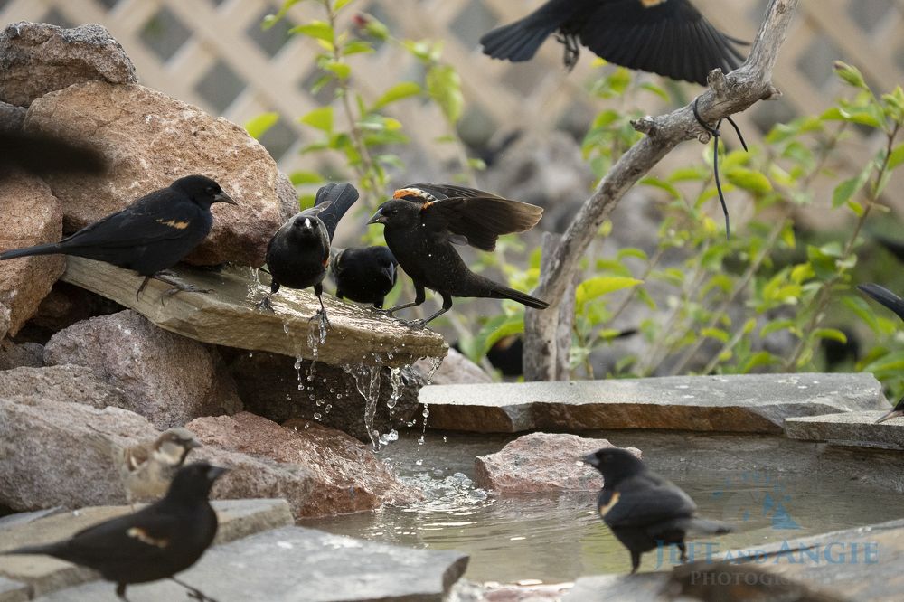 Red wing black birds