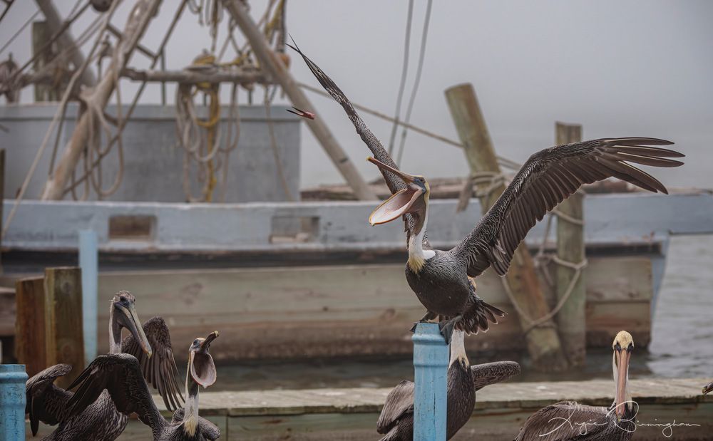 Brown pelican catching a snack