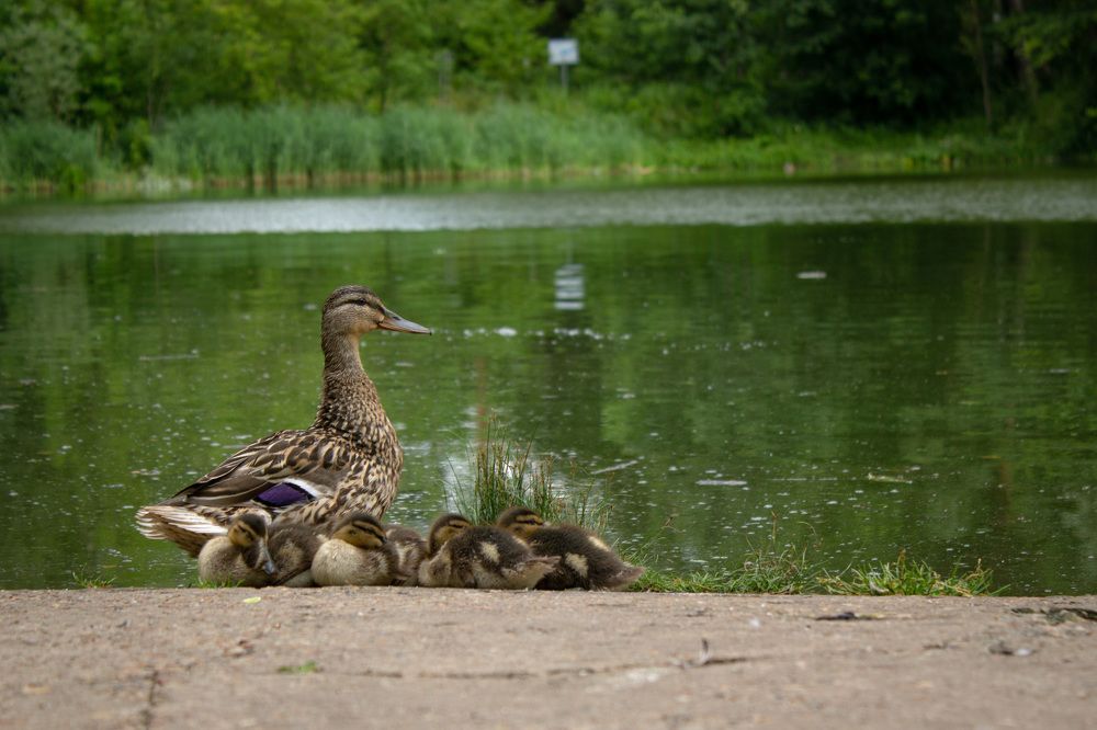 Фотография автора Дмитрий Овчинников