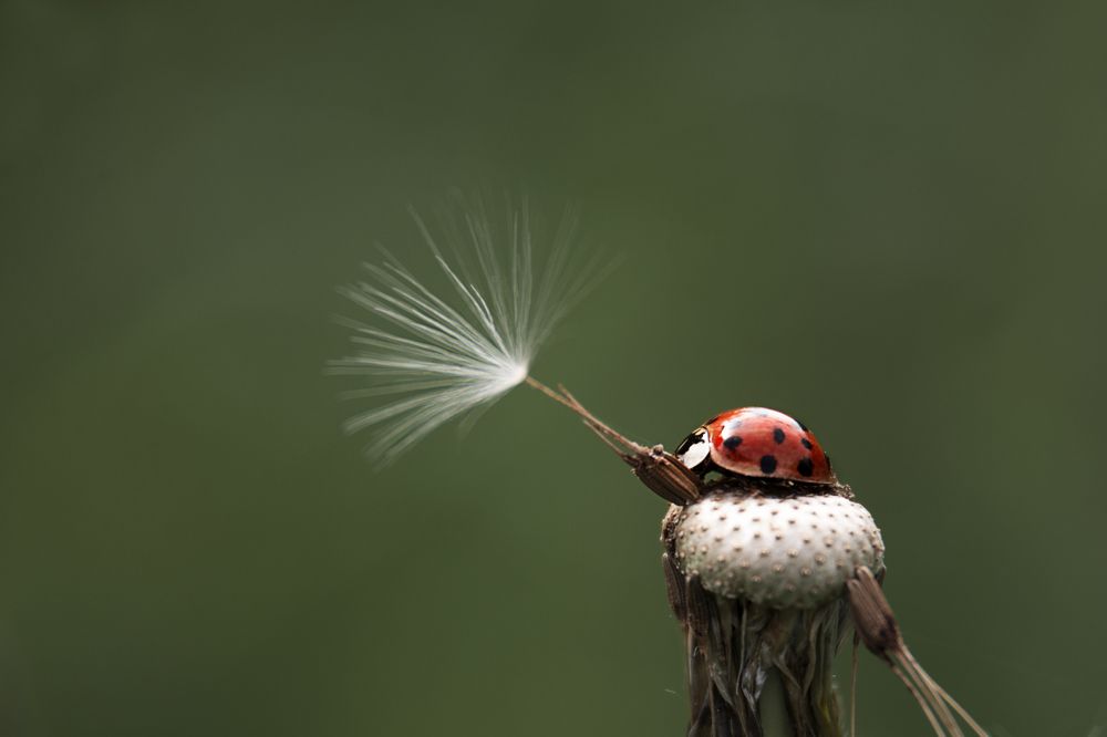 Photograph by Наталья Быстрая