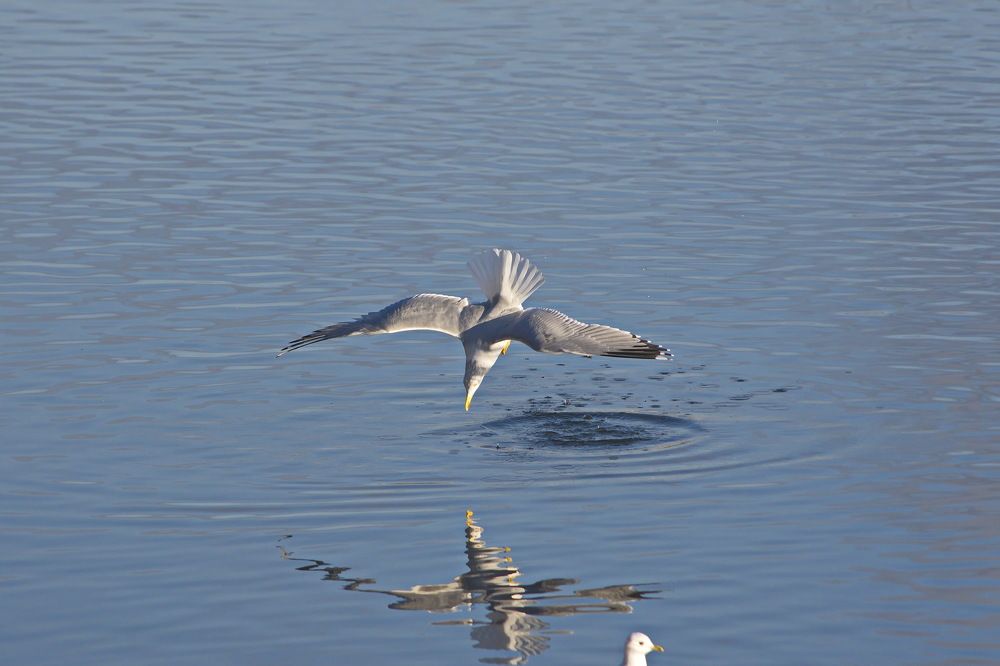 Photograph by Алексей Бородинов