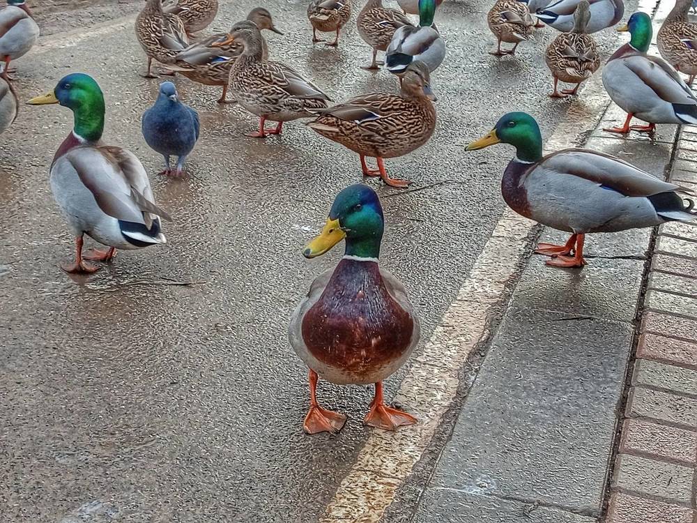 В компании диких уток. Здесь явно кто-то лишний