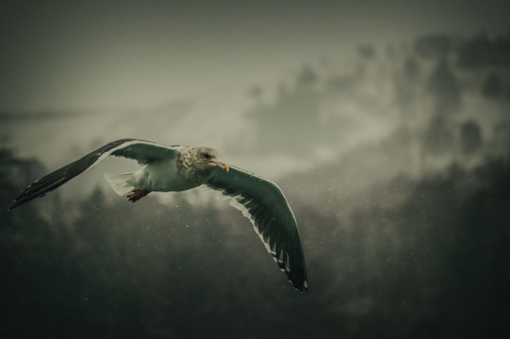 Photograph by Антон Борисов