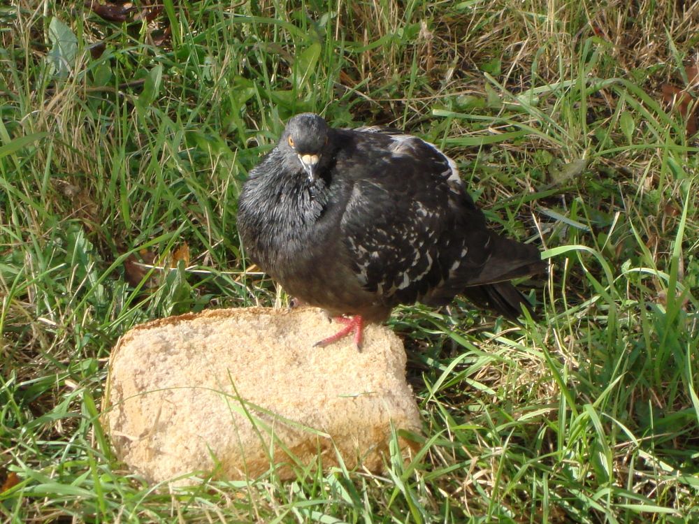 Это мой хлеб!