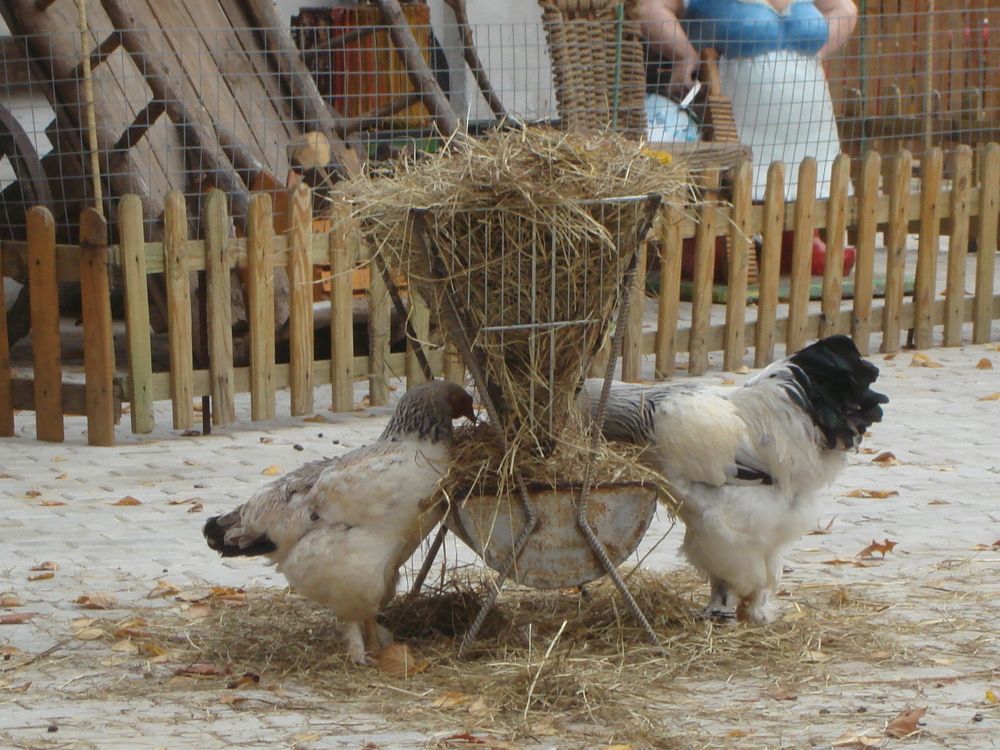 Курочки в парке имени 1 мая