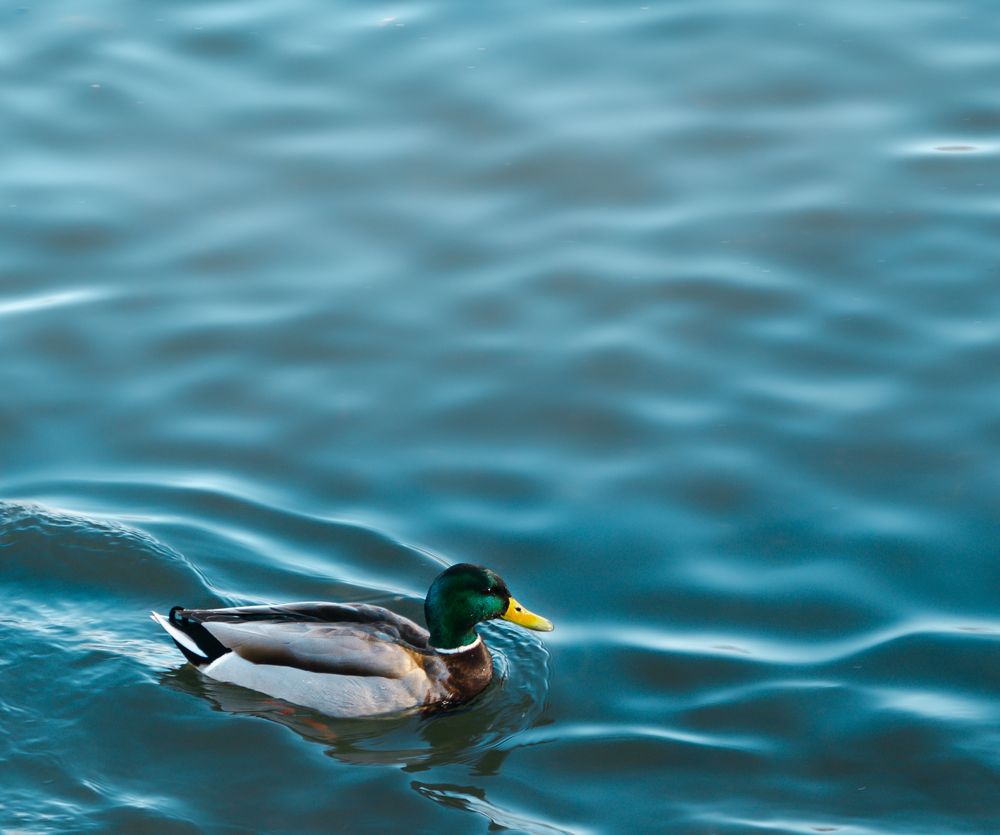 Photograph by Ксения Тенькина