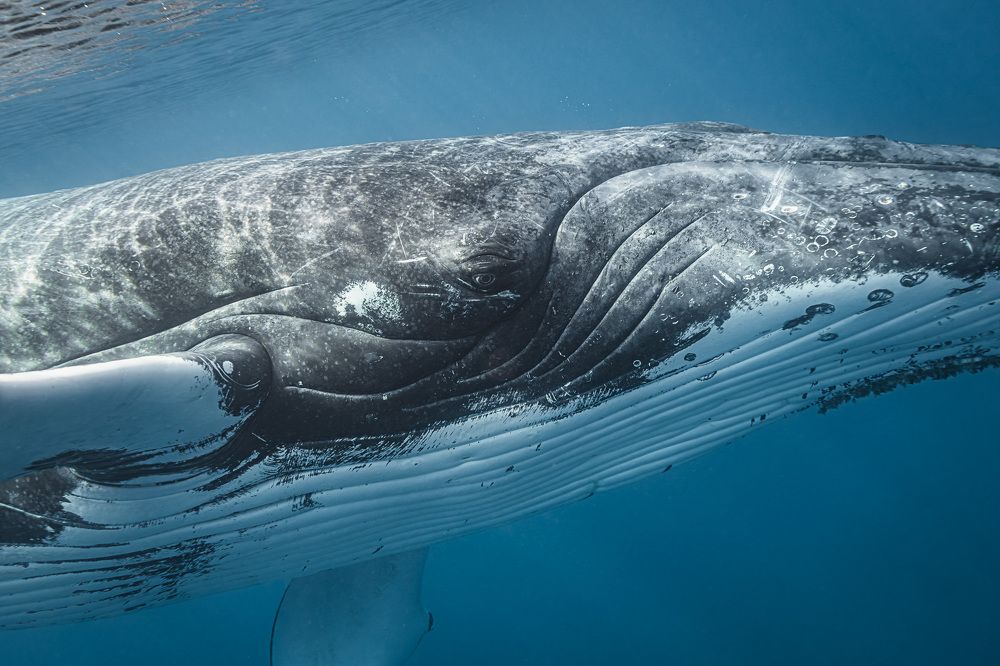 Портрет горбатого кита