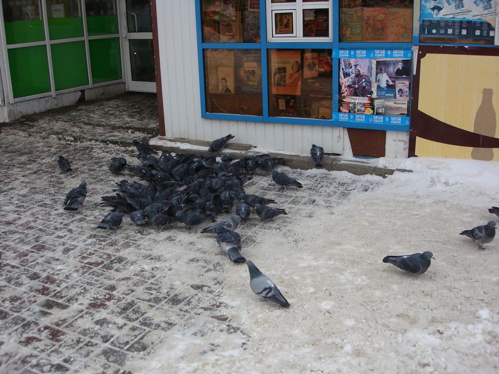 Хлебный день у голубей