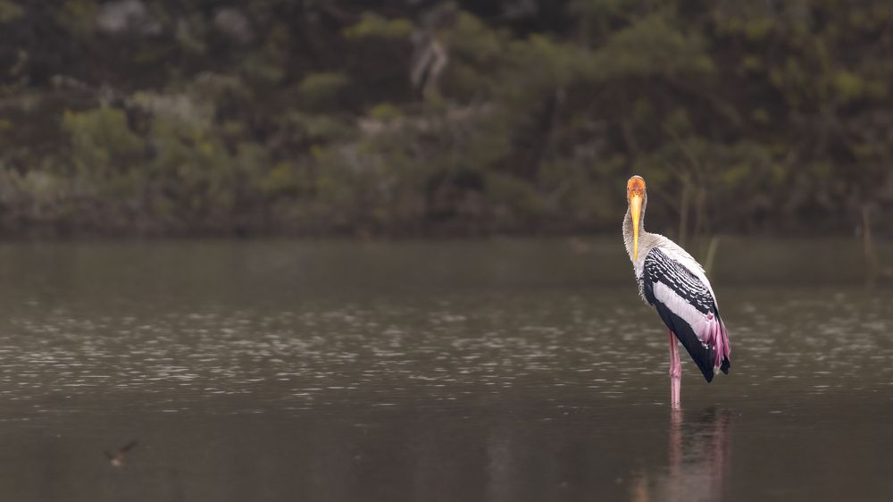 Photograph by Purnendu Bagchi