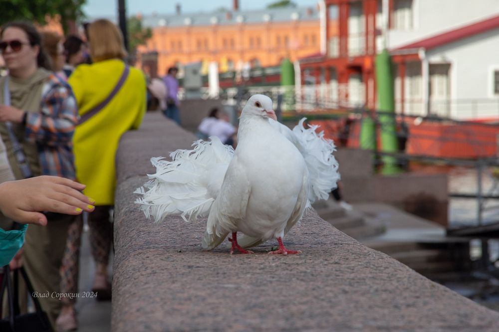 Photograph by Влад Сорокин