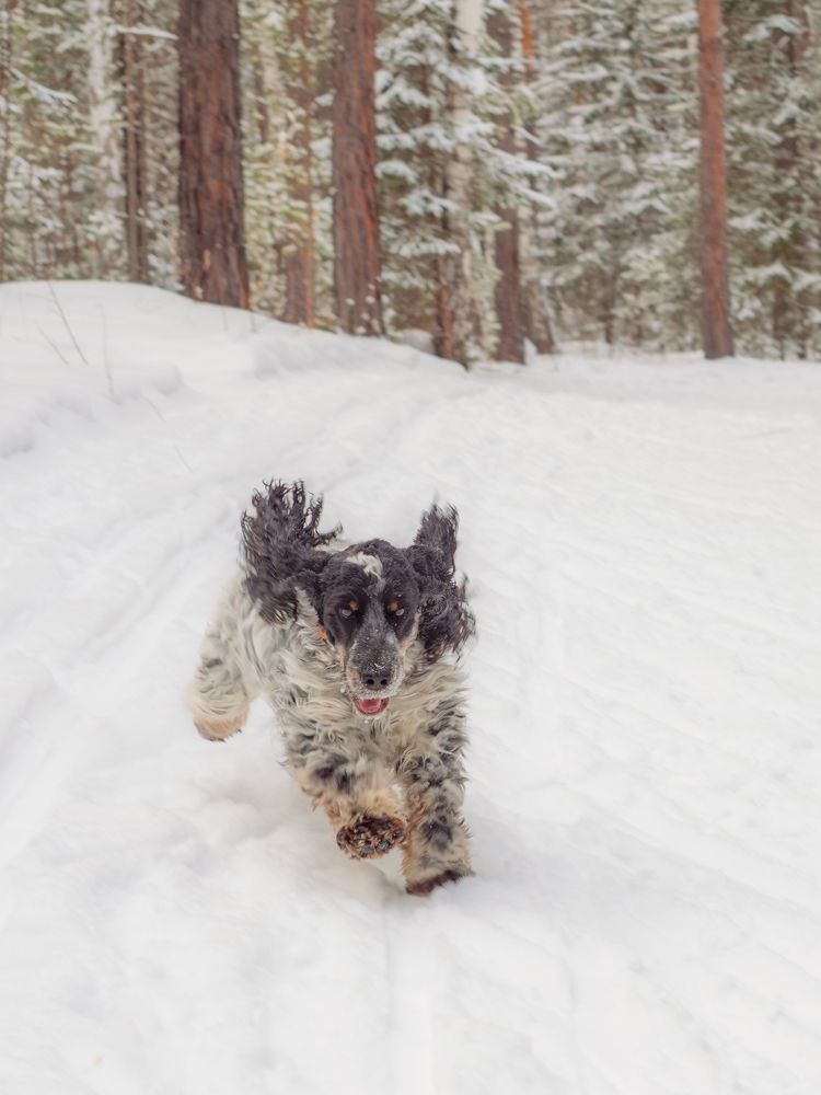 Фотография автора Иван Фомин