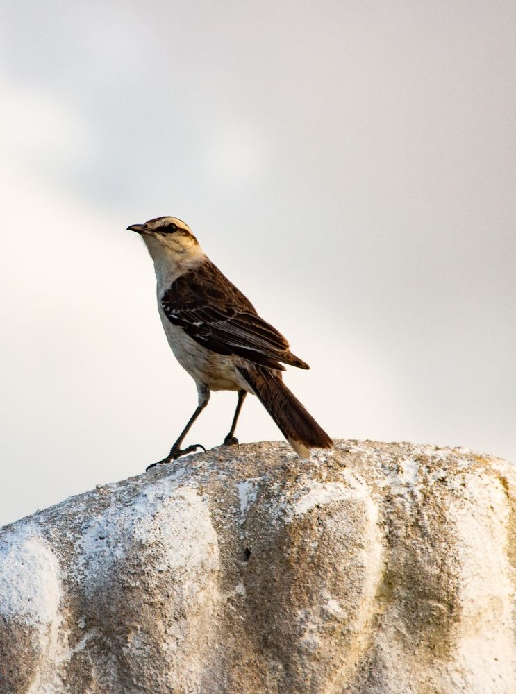 Photograph by Jorge Bagnuoli