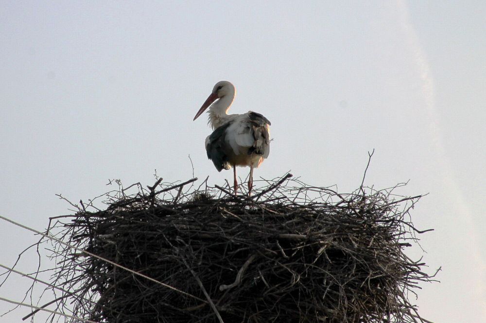 Photograph by Александр Гришин