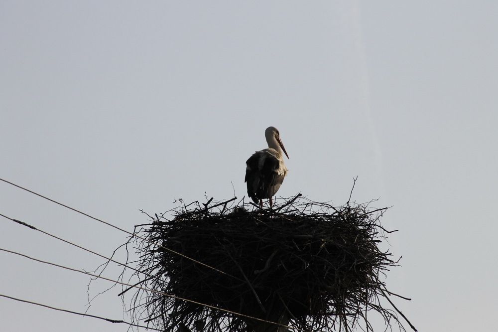 Photograph by Александр Гришин