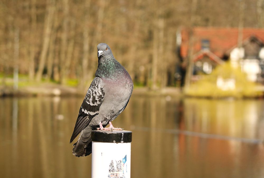 Photograph by Шруб (Беляева) Татьяна