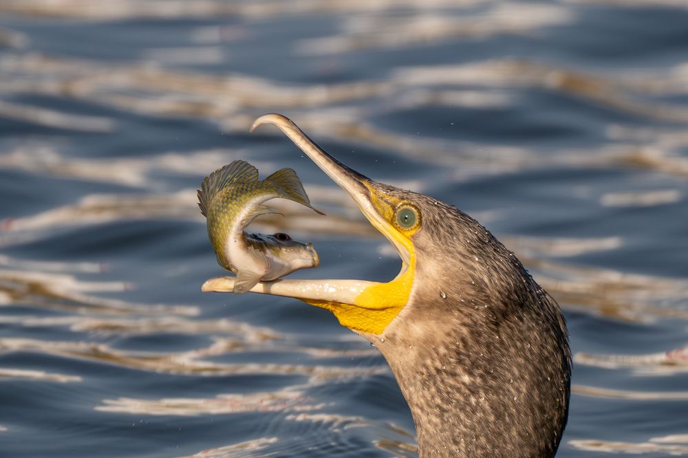 Photograph by Guy Wilson