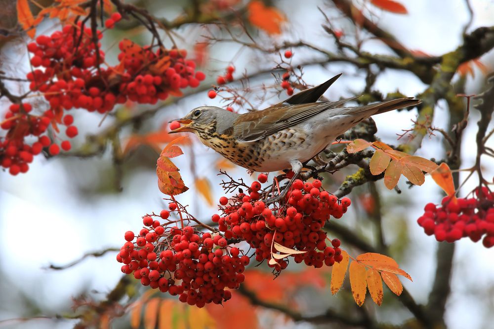 Фотография автора Николай Протасеня