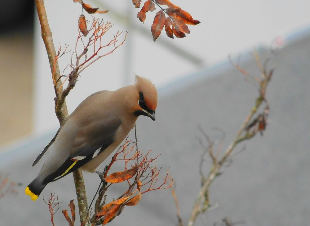 Свиристель