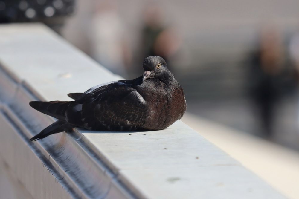 Photograph by Сергей Маслов