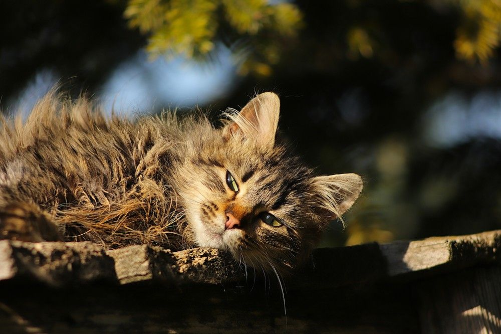 Фотография автора Михаил Лупина