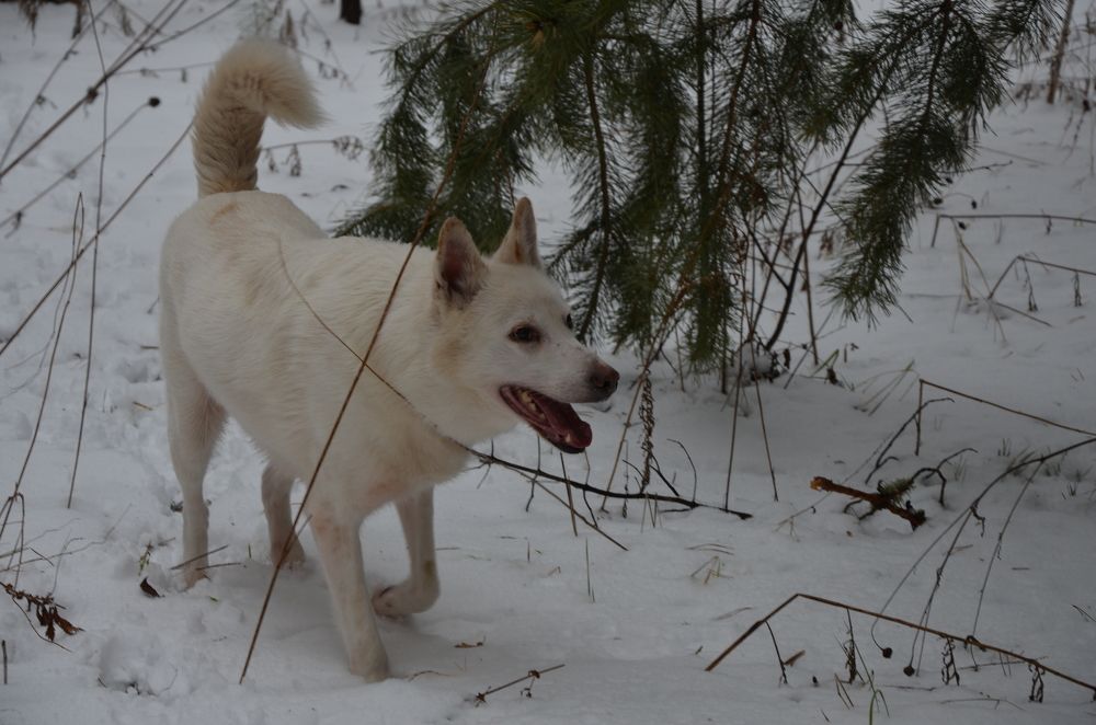 Photograph by Людмила Воропаева