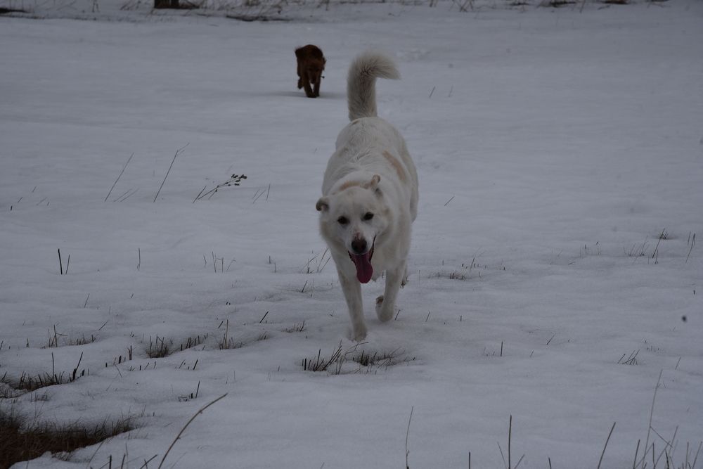 Photograph by Людмила Воропаева