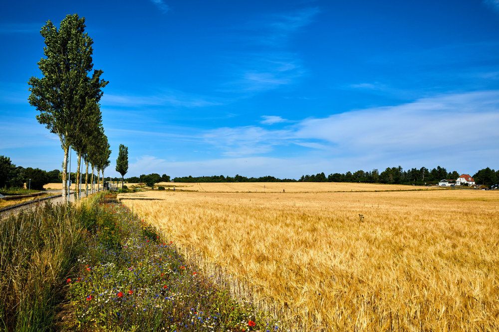 Маки и Васильки