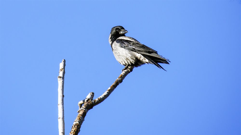 Хозяйка положения